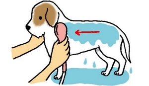 犬の体を濡らすイメージイラスト