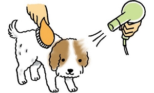 ドライヤーとブラシを使って、被毛を乾かすイメージイラスト