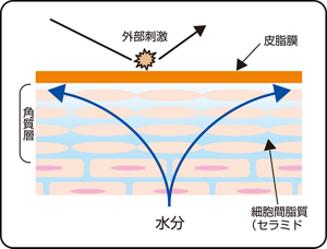 本来の皮膚の状態のイラスト図