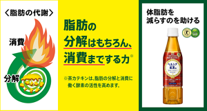 脂肪の分解はもちろん、消費までする力(※)(※茶カテキンは、脂肪の分解と消費に働く酵素の活性を高めます。)