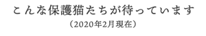 こんな保護猫たちが待っています(2020年2月現在)