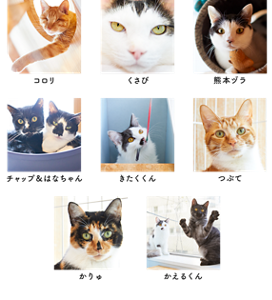 保護猫イメージ