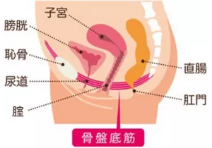 骨盤底筋の位置を示す説明図。 膀胱・子宮・直腸をハンモックのような形状で支えている。