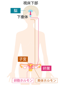 女性のからだのしくみイメージ。