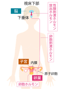 卵胞期の女性のからだのしくみイメージ。