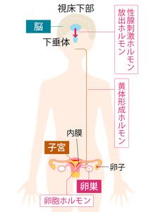 排卵期の女性のからだのしくみイメージ。