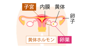 黄体期の女性のからだのしくみイメージ。