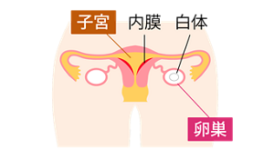 月経期の女性のからだのしくみイメージ。
