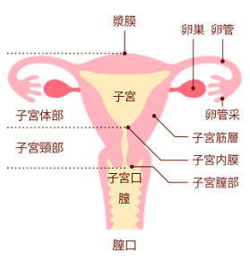 子宮のイメージ。