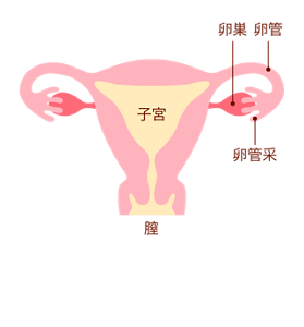 子宮のイメージ。