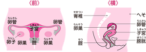 女の子の性器のイメージ。