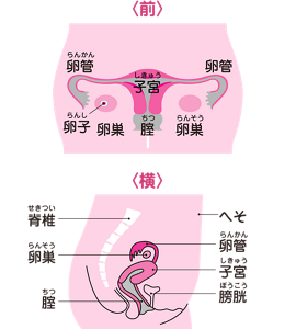 女の子の性器のイメージ。