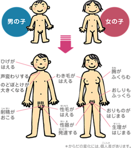 男の子と女の子のからだの変化のイラストイメージ。からだの変化には個人差がありますが、男の子はひげがはえ、声変わりし、のどぼとけが大きくなり、射精がおこる。女の子は胸がふくらみ、おしりもふっくらし、おりものや月経がはじまる。男女共にわき毛や性毛がはえ、性器が発達する。