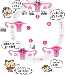 生理のしくみを説明しているイメージ。