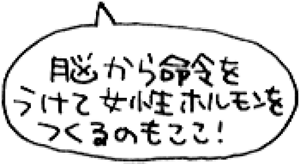 脳から命令をうけて女性ホルモンをつくるのもここ!との吹き出し。