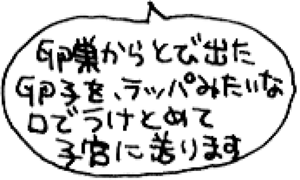 卵巣からとび出た卵子を、ラッパみたいな口でうけとめて子宮に送りますとの吹き出し。