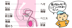 男の子の性器のイメージ。隣で子供が「男性ホルモンもここでつくられるんだって」と教えてくれている。