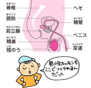 男の子の性器のイメージ。隣で子供が「男性ホルモンもここでつくられるんだって」と教えてくれている。