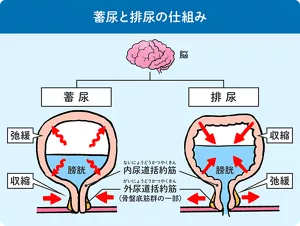蓄尿と排尿の仕組みの説明図。