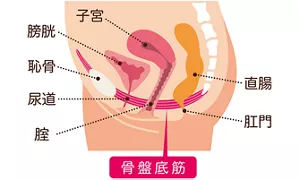 骨盤底筋の位置を示す説明図。 膀胱・子宮・直腸をハンモックのような形状で支えている。