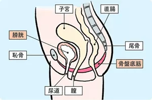 骨盤底筋や膀胱の位置を示す説明図。骨盤底筋は、膀胱・子宮・直腸をハンモックのような形状で支えています。