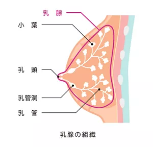 乳腺の組織のイメージ。
