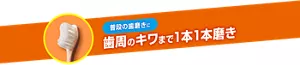 普段の歯磨きに 歯周のキワまで1本1本磨き