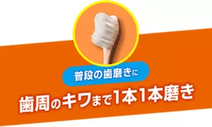 普段の歯磨きに 歯周のキワまで1本1本磨き