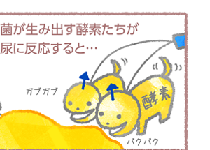 菌が生み出す酵素たちが尿に反応すると・・・