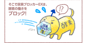 そこで尿臭ブロッカーEXは、酵素の働きをブロック!