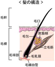 髪の構造