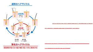髪は、成長期 → 退行期 → 休止期を繰り返して生え替わります。しかし、思春期以降、髪が細く短くなっていく現象がみられる場合があります。これは、成長期を短くする指令が出て、細く短いまま抜け落ちることが繰り返されるためです。つまり、太く長く強い髪を育むためには、髪の成長期を保つことが大事なのです。