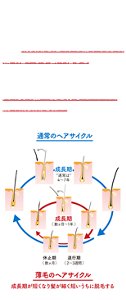 髪は、成長期 → 退行期 → 休止期を繰り返して生え替わります。しかし、思春期以降、髪が細く短くなっていく現象がみられる場合があります。これは、成長期を短くする指令が出て、細く短いまま抜け落ちることが繰り返されるためです。つまり、太く長く強い髪を育むためには、髪の成長期を保つことが大事なのです。