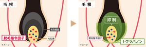 「t-フラバノン*」が脱毛指令を抑制し、成長期を保つイメージ