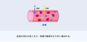 血液の流れが良くなり、 栄養や酸素がより多く運ばれる。