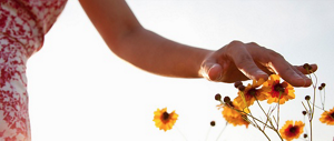 A hand lightly brushing over yellow flowers.