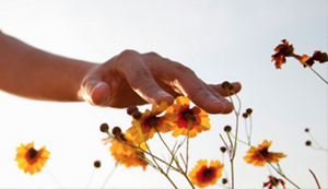 A hand lightly brushing over yellow flowers.