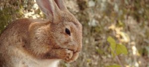 Kao_Americas_Molten-Brown_Cruelty-Free