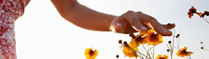 A hand lightly brushing over yellow flowers.