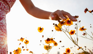 A hand lightly brushing over yellow flowers.