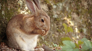 ESG-Web-Page_Cruetly-Free-Bunny