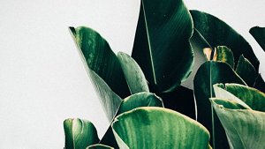 kao_emea_transparency_animal-derived-ingredients_image