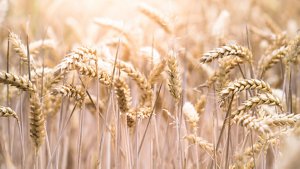 kao_emea_transparency_gluten_image