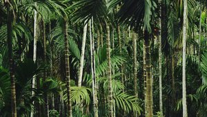 kao_emea_transparency_palm-oil_image