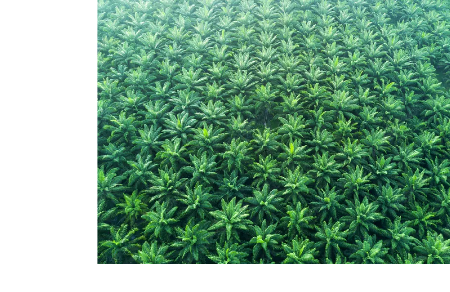 Photos of a palm plantation and oil palm fruits