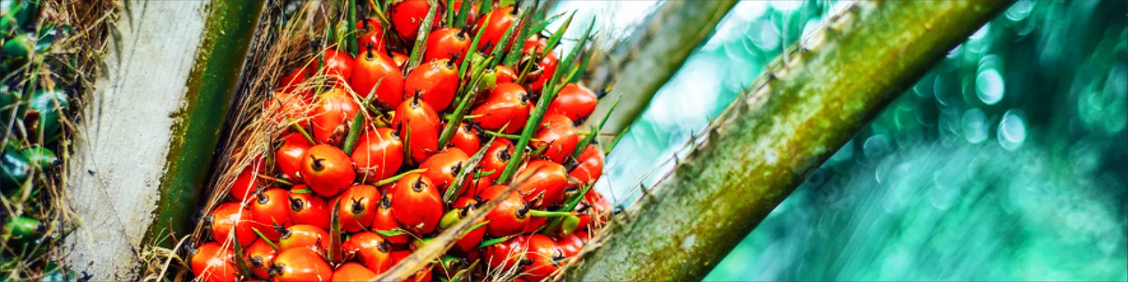 A photo of oil palm fruits