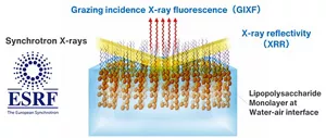 Conceptual diagram of simultaneous X-ray reflectivity (XRR) and grazing incidence X-ray fluorescence (GIXF) measurement equipment at the European Synchrotron Radiation Facility (ESRF). Measurement of a model membrane with lipopolysaccharides arranged on the water surface.