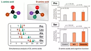 The relationship between D-amino acids and cognitive function. This figure shows the enantiomeric proportion of D-Pro and D-Ser in control, MCI, and dementia groups. These proportions are higher in the MCI and dementia groups.