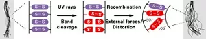 An illustration of the mechanism of how frizz occurs. Proteins constituting the hair have disulfide bonds (S–S bonds), which will be broken by UV rays. When an additional external force is applied, the broken bonds recombine in a distorted manner.