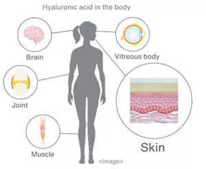 Representative body tissues where hyaluronic acid is present: Hyaluronic acid is widely distributed in the skin, brain, vitreous bodies, joints and muscles, for example.